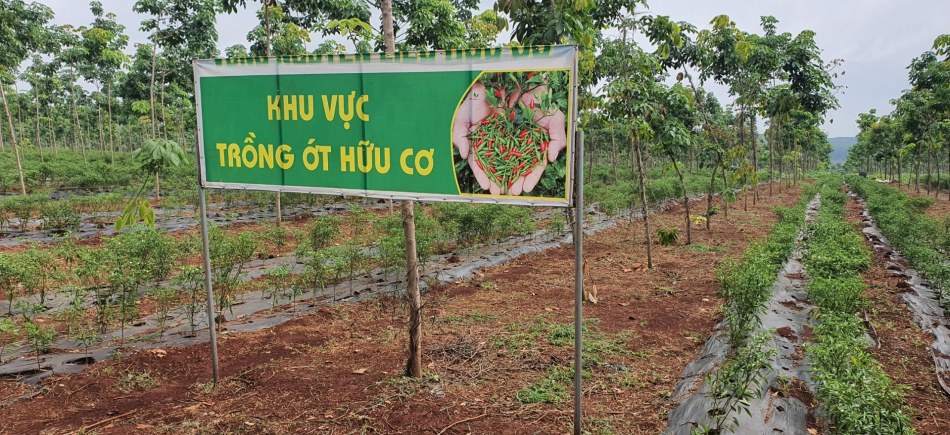 ORGANIC CHILI GARDEN