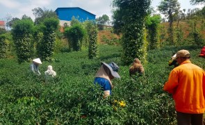 Chilli harvest in April 2021