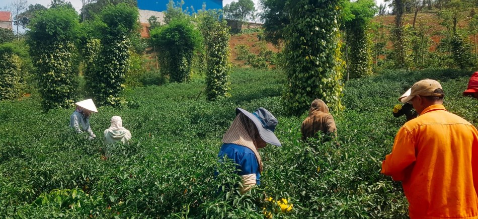 Chilli harvest in April 2021