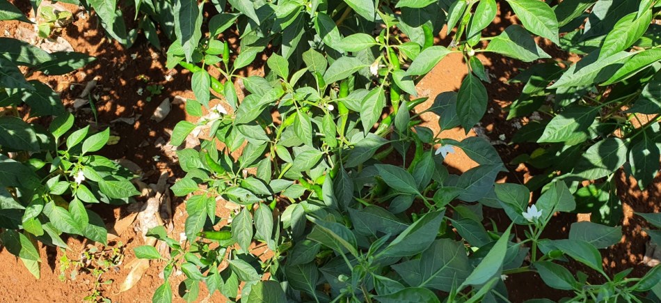 2021年初頭のチリの品質管理