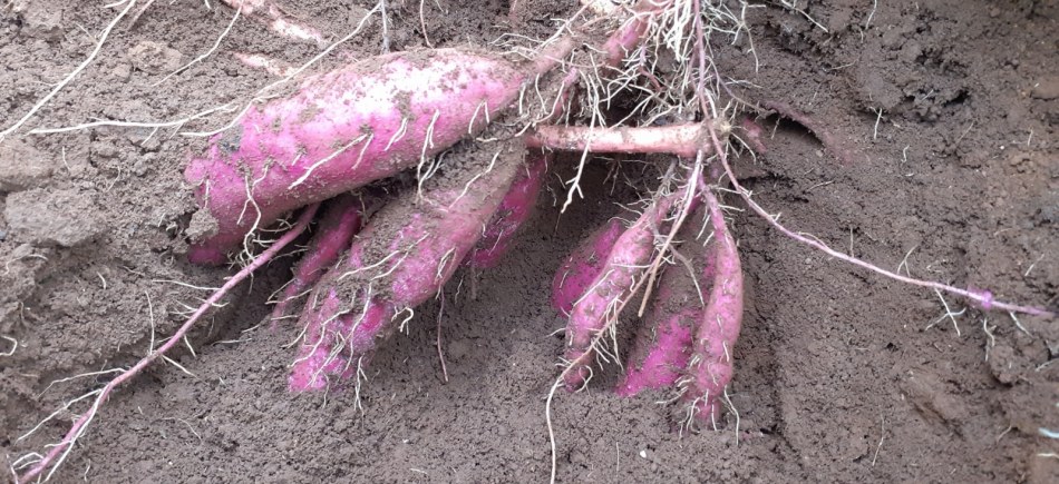 Our Sweet Potato Garden